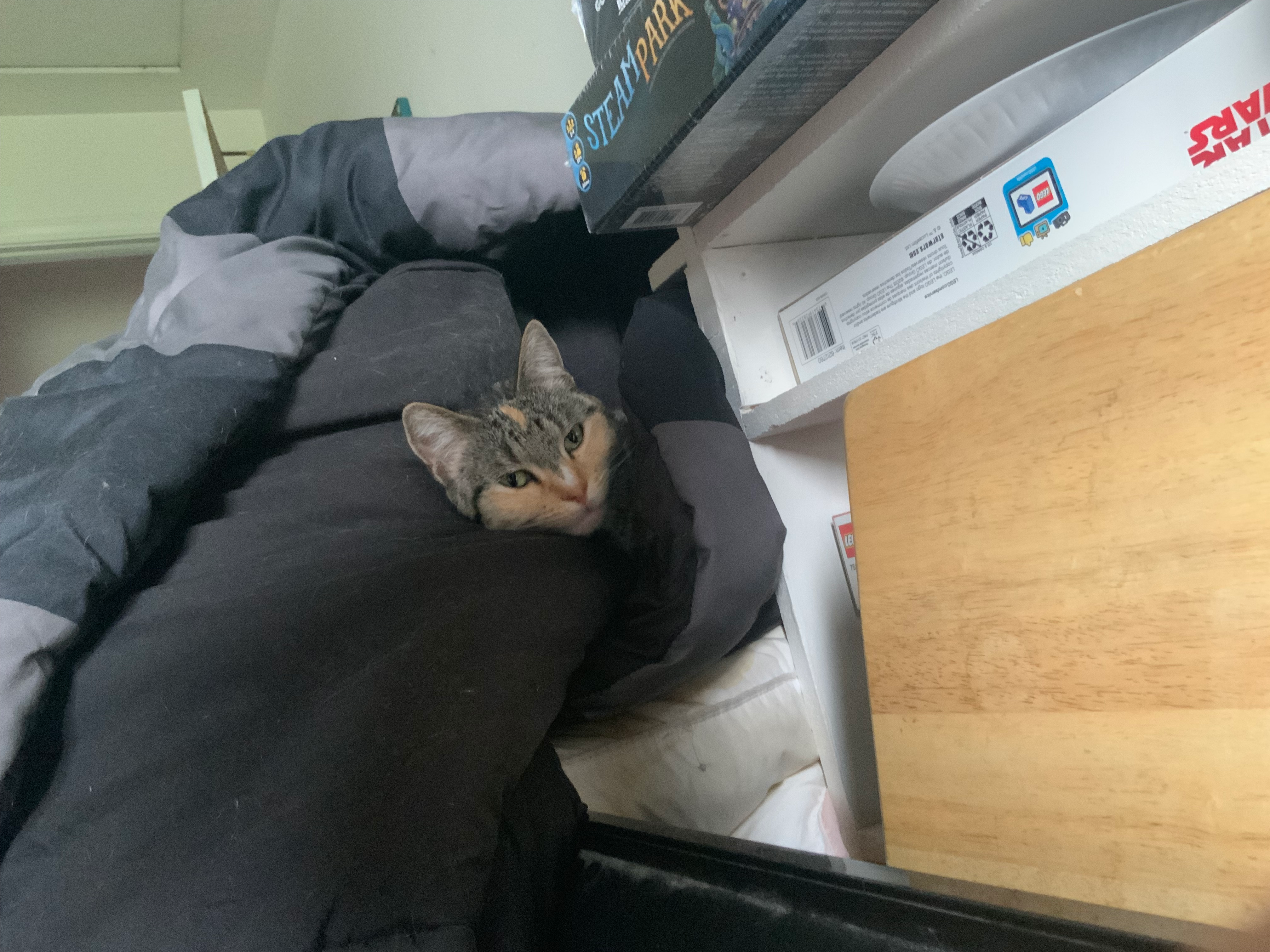 user avatar image for Michael Black