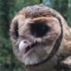 user avatar image for LaChouette