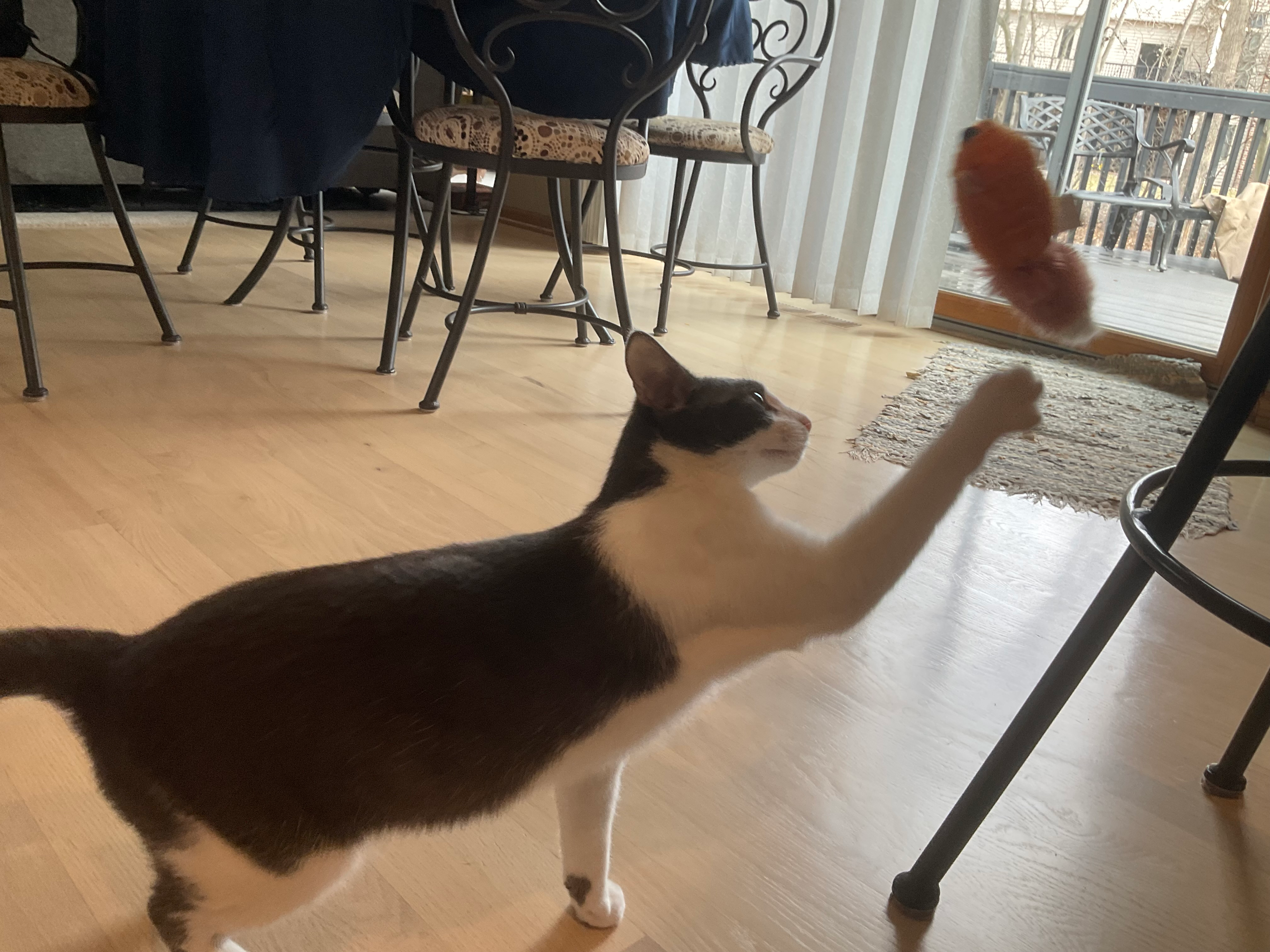 user avatar image for Agnus