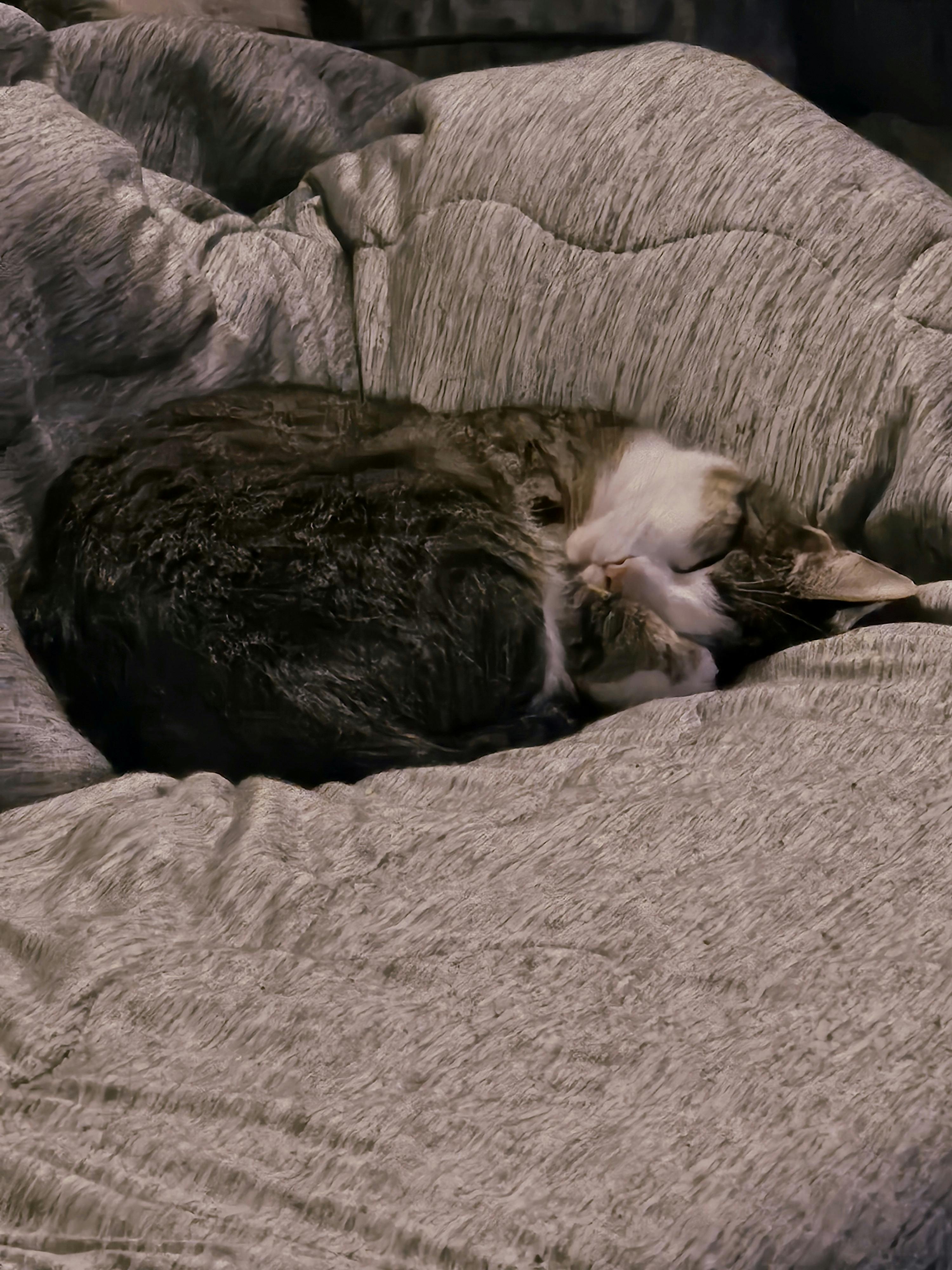 user avatar image for Fuyu