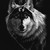user avatar image for Wolfsdra02
