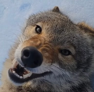 user avatar image for vampireyuli