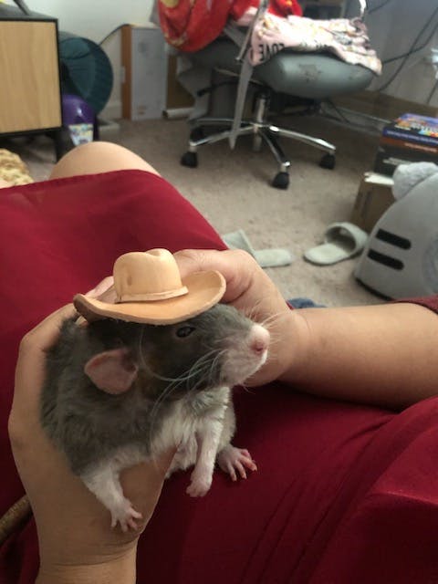 user avatar image for Jarrett Steele