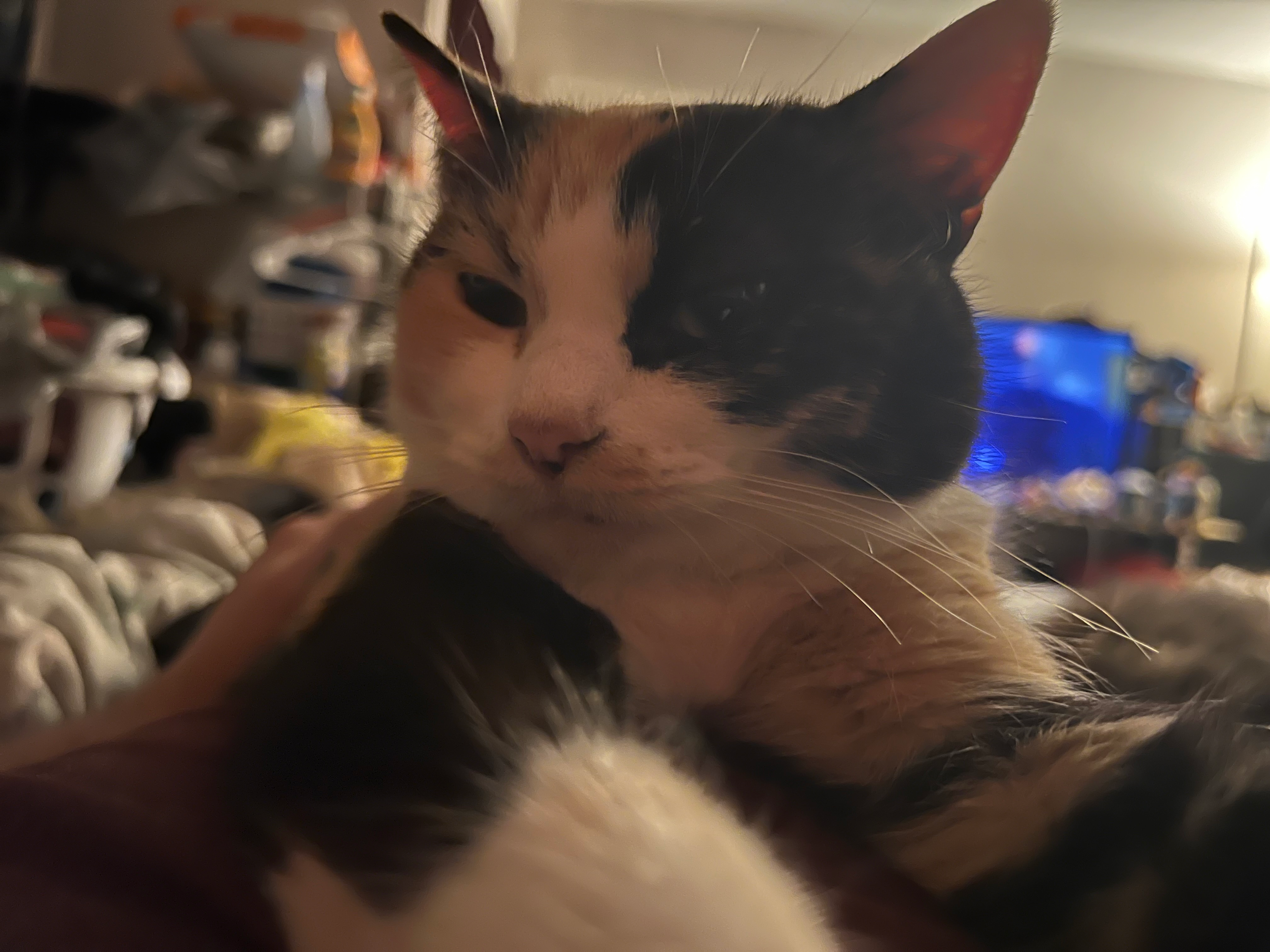 user avatar image for MountainOgre