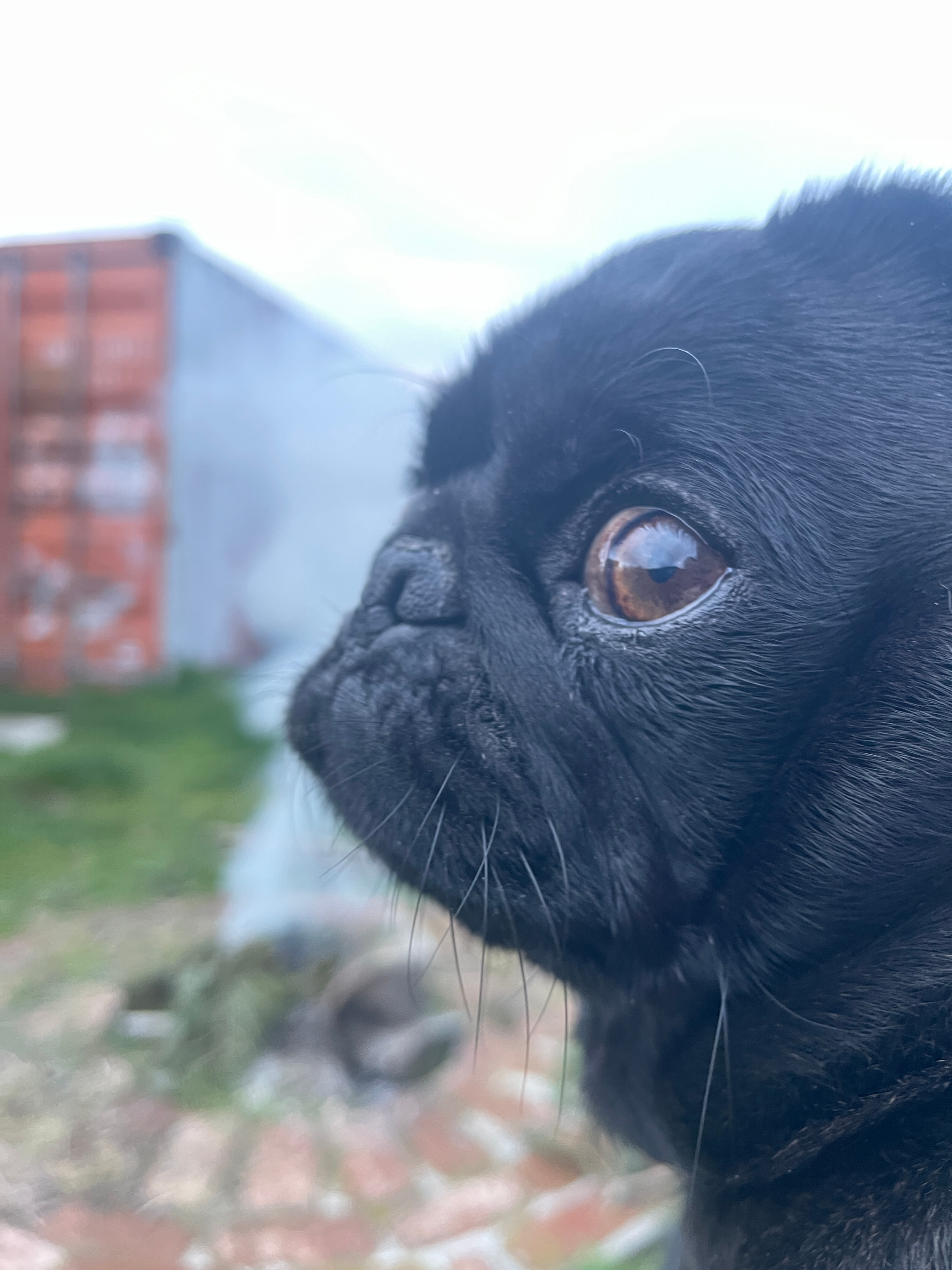 user avatar image for TrazDog