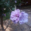 user avatar image for Max