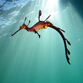 user avatar image for pangolindworm