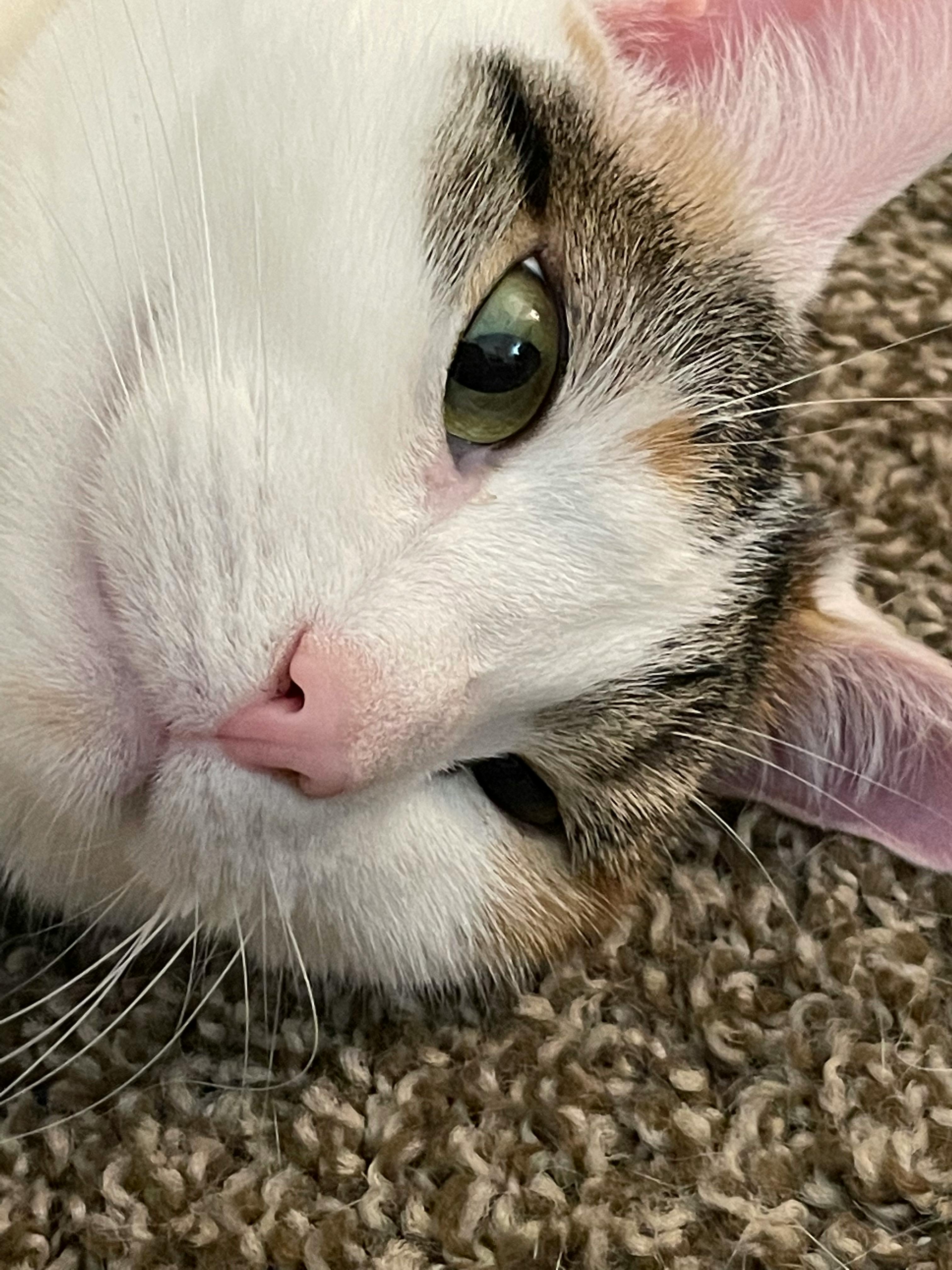 user avatar image for Everett Pastor