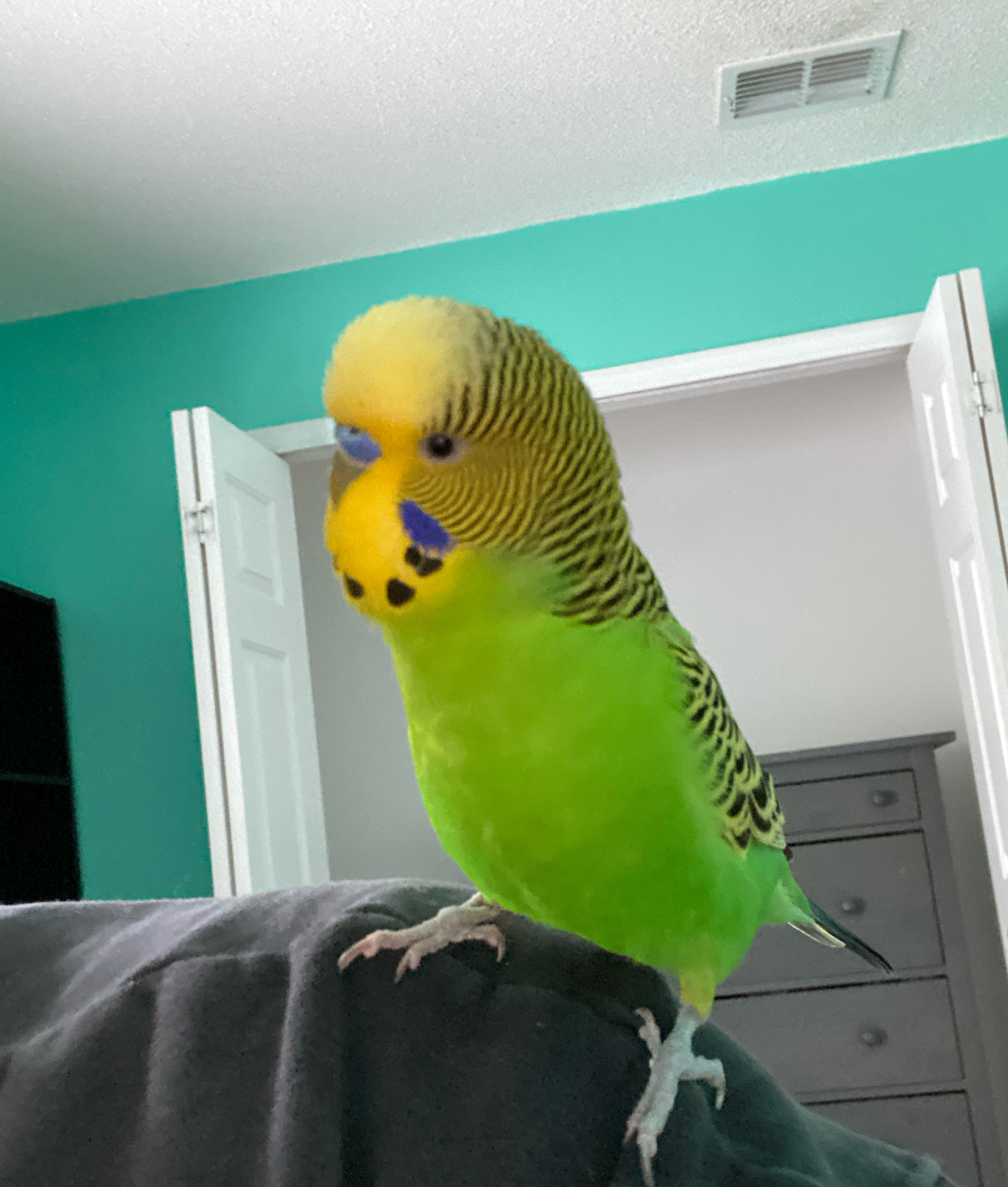 user avatar image for Ck995