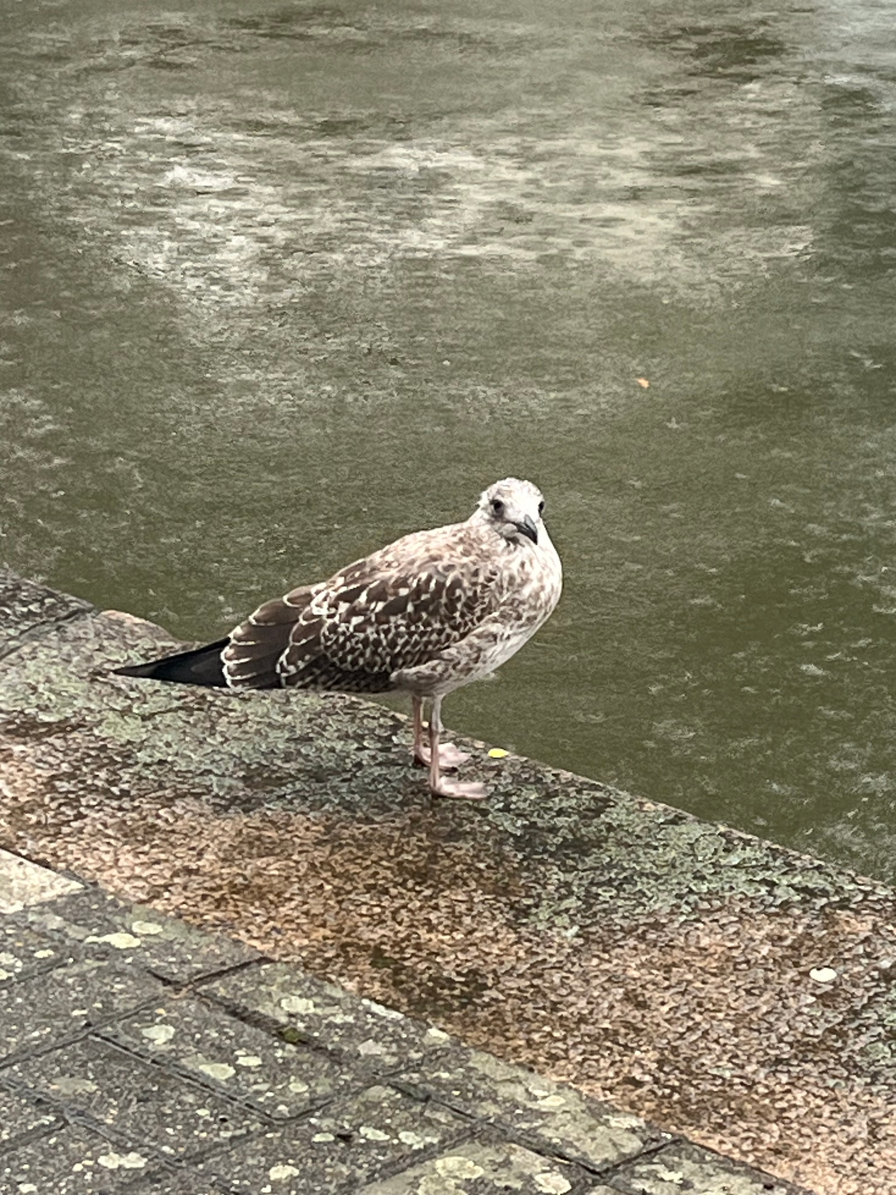 user avatar image for Gull