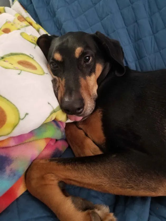 user avatar image for bananachicanery