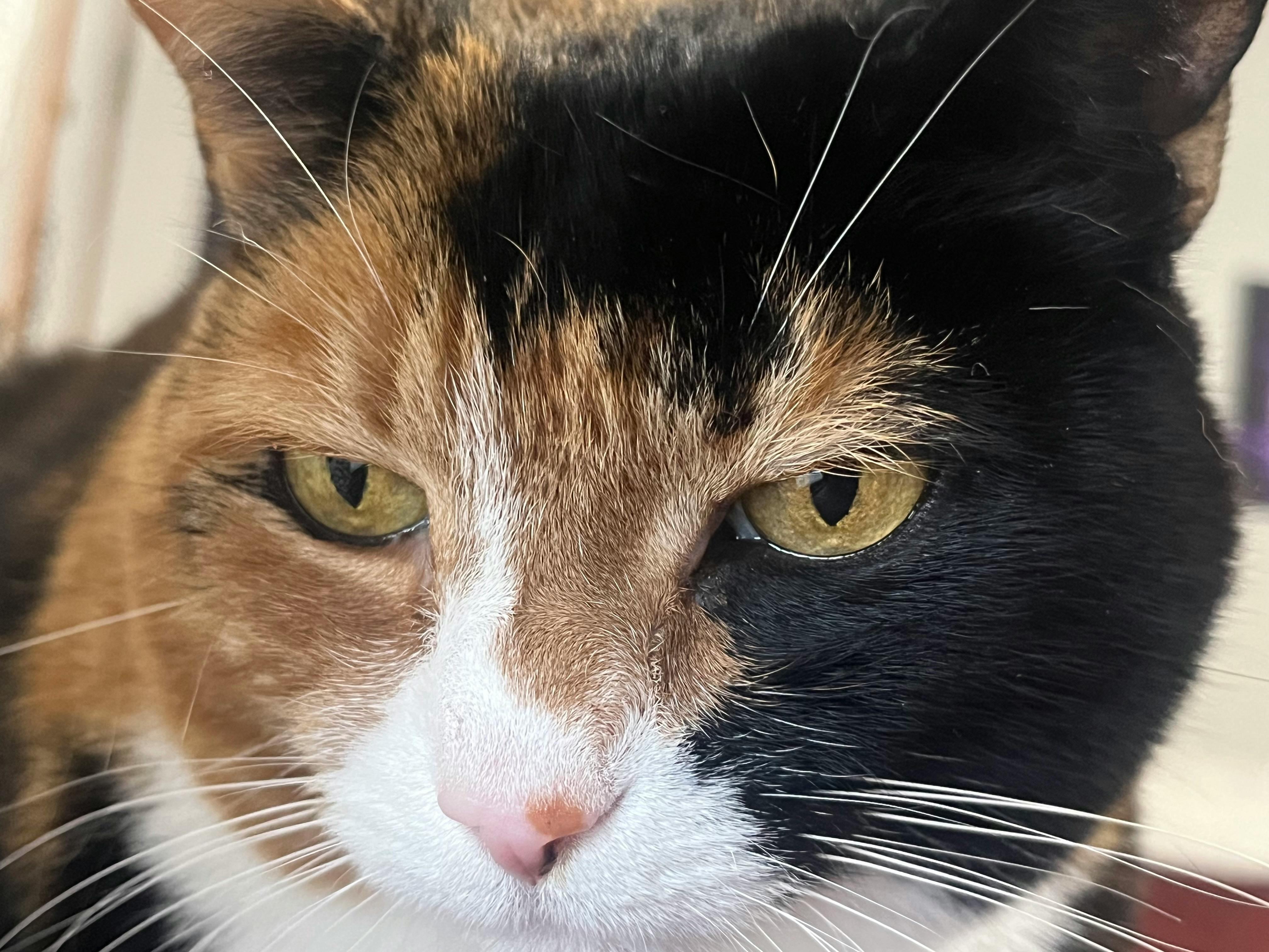 user avatar image for Sarigis