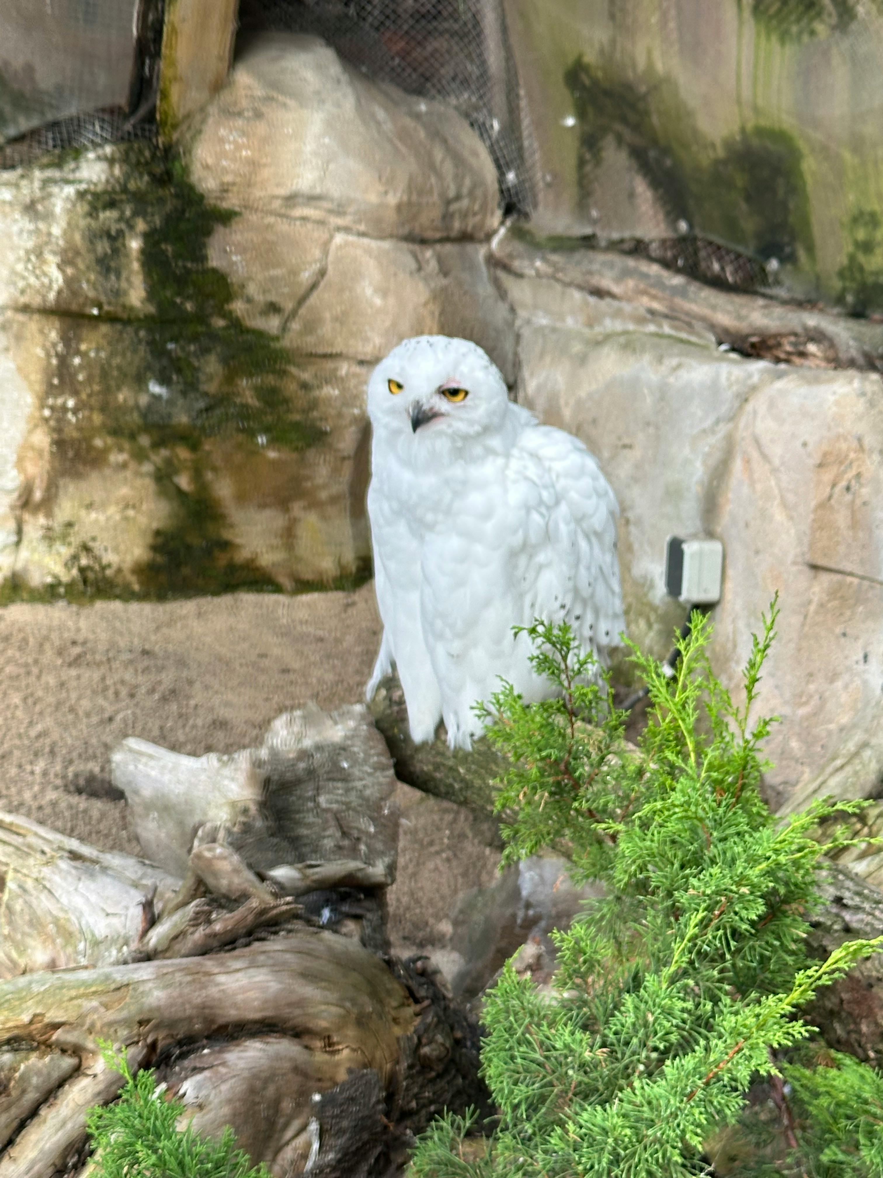 user avatar image for Withefox