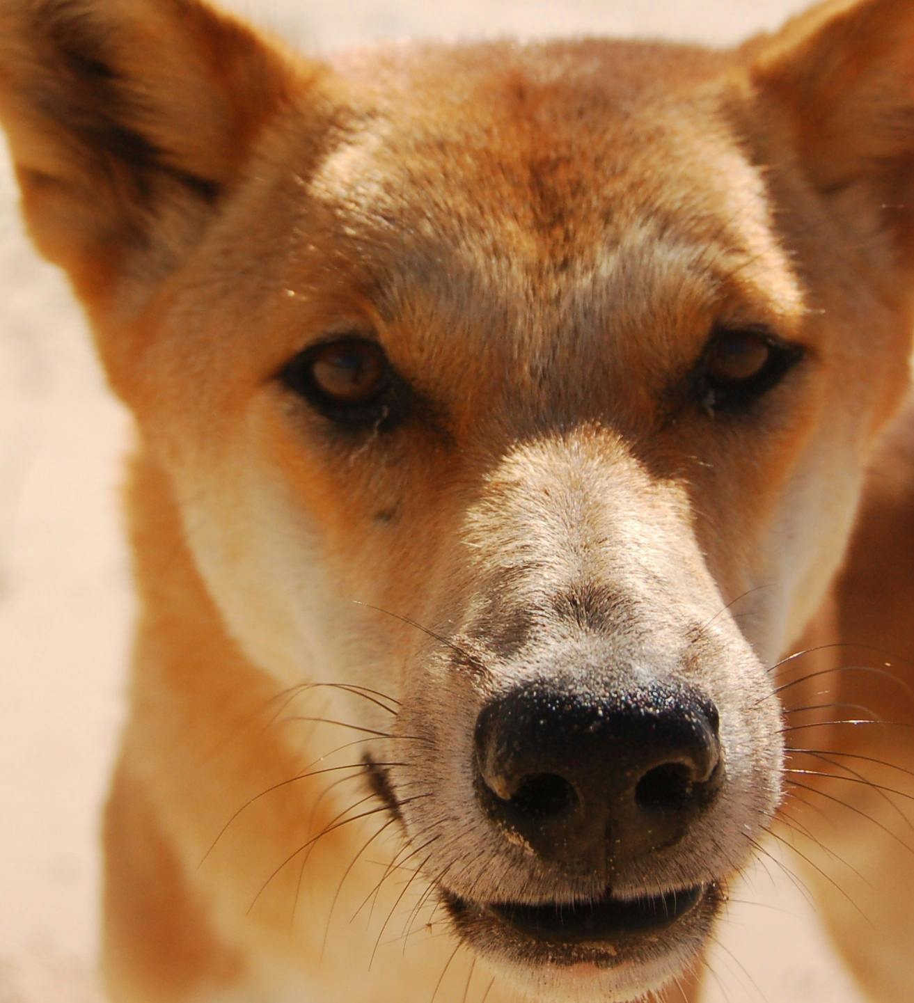 user avatar image for Tainted Dingo