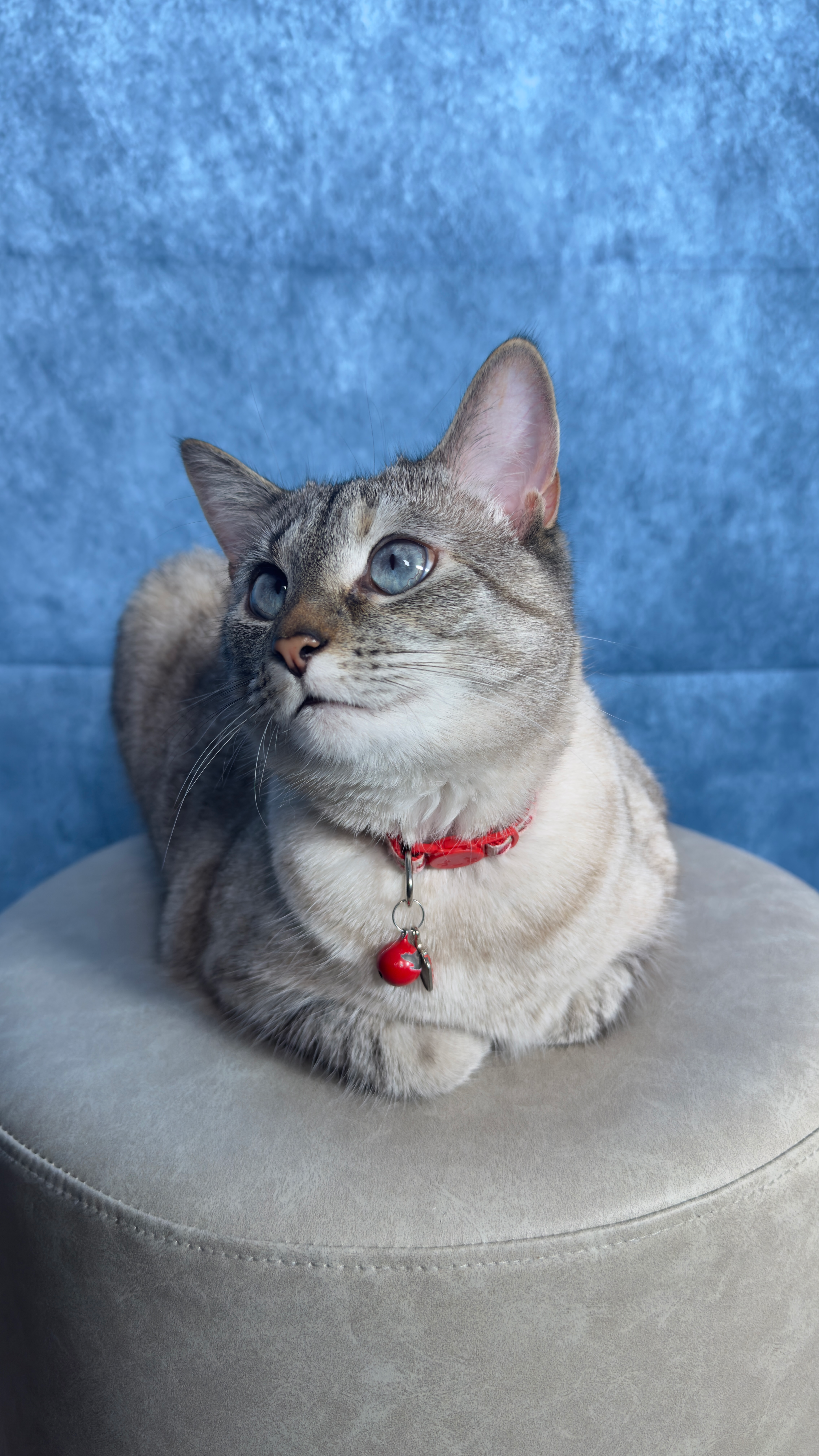 user avatar image for Taylor Senpai