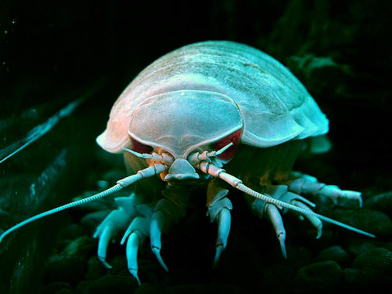 Giant Isopod (Silver-Brushed)