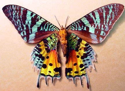 Madagascan sunset moth