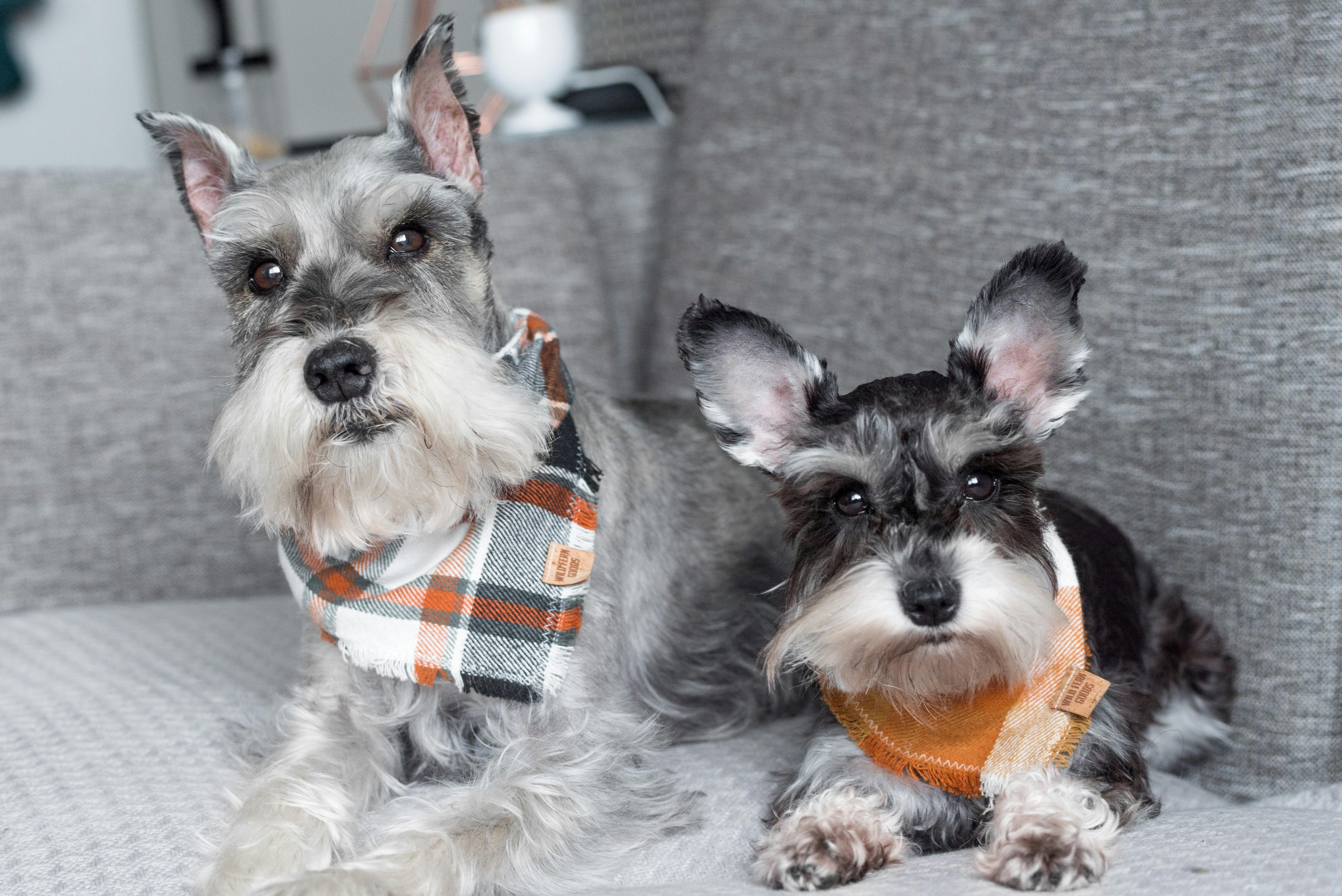 The Good Dog Holiday Cookie Fund