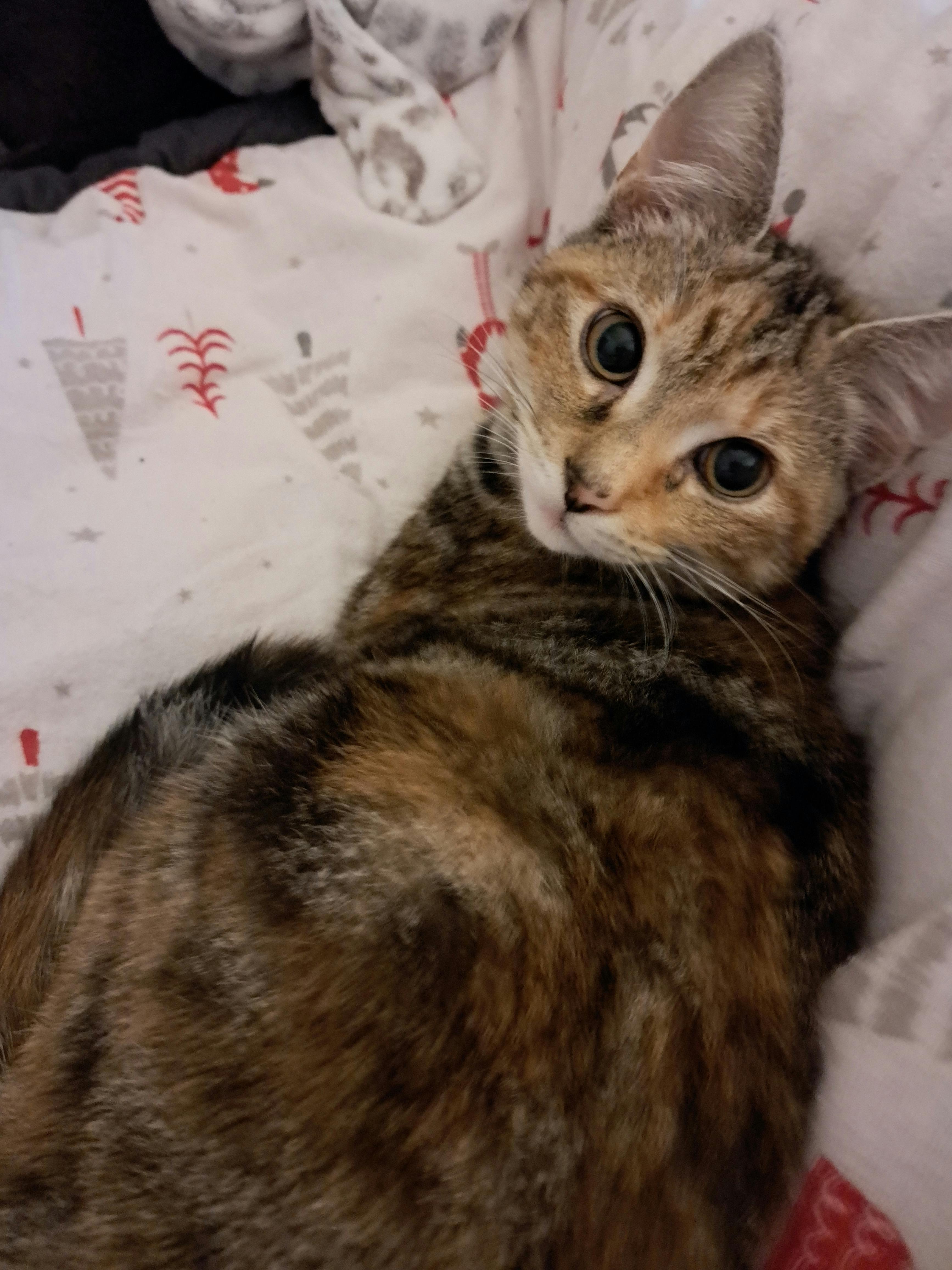 user avatar image for TwinklePhoenix