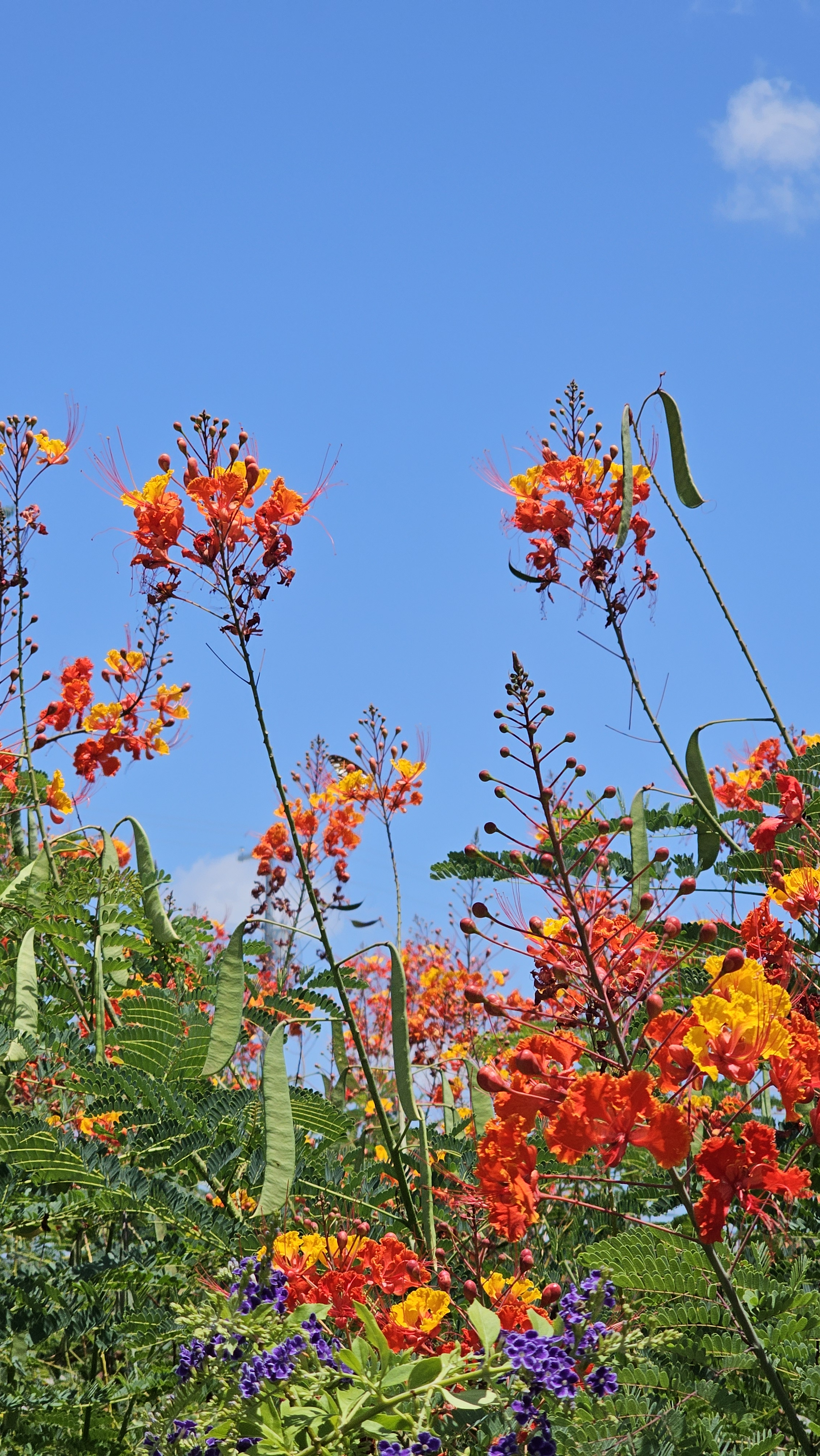 user avatar image for Womblebee