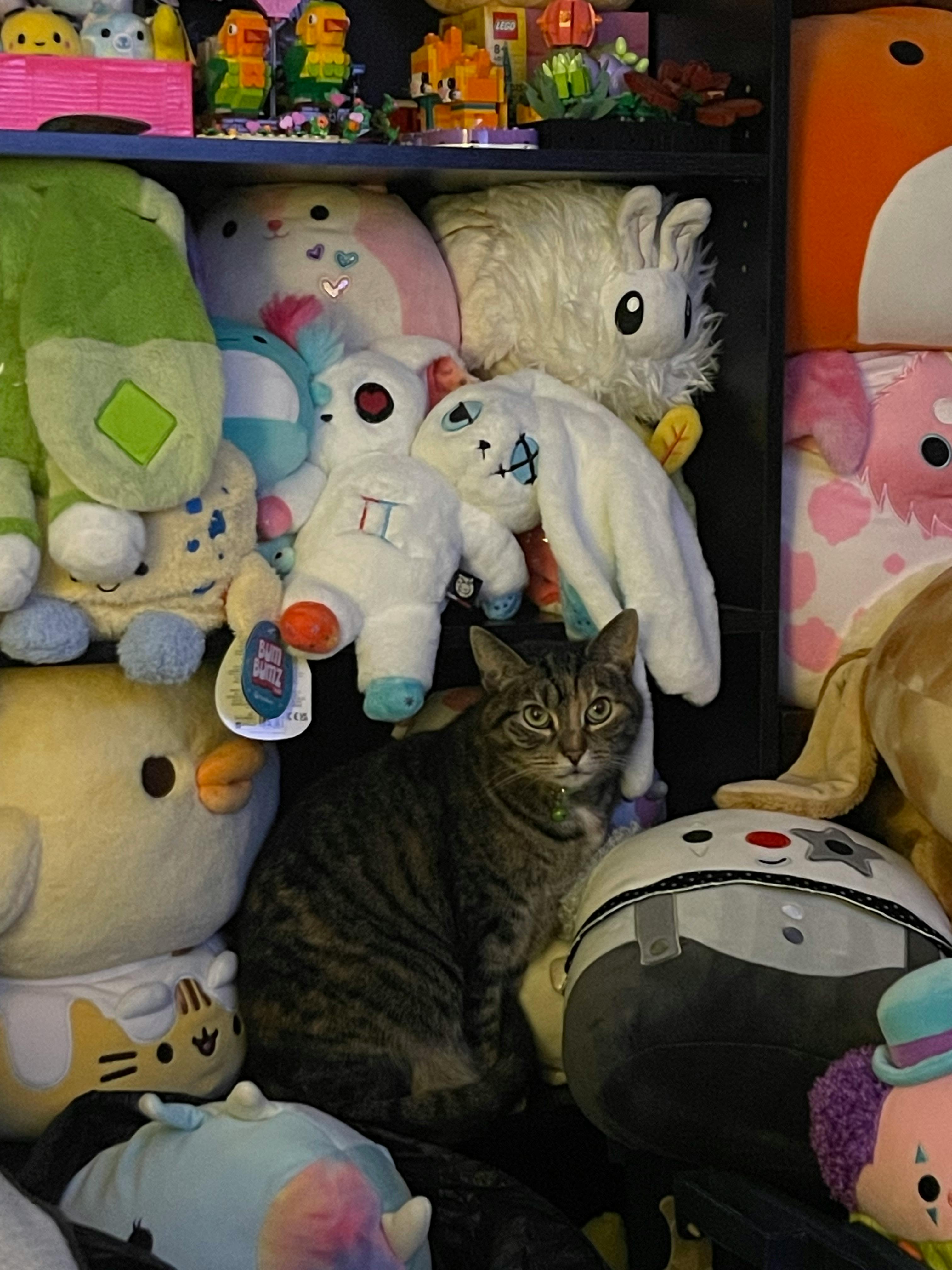 user avatar image for Jules Planutis