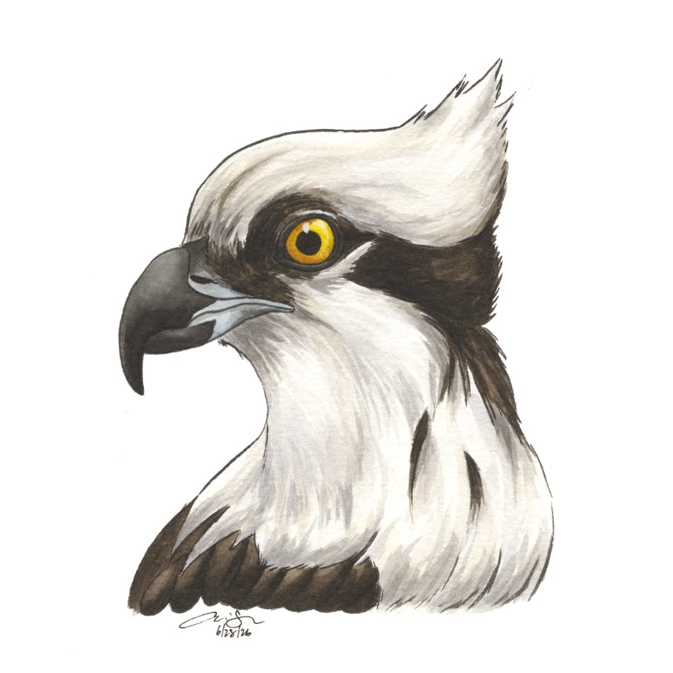 Osprey