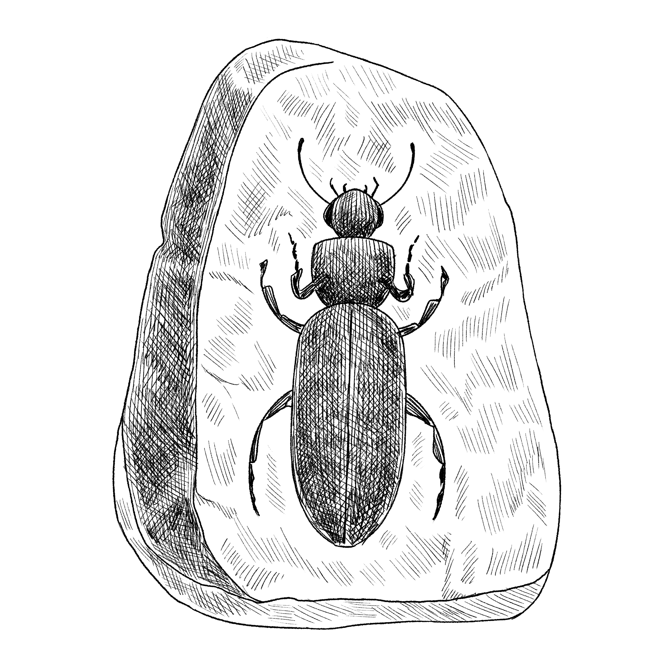  A black and white sketchy image of a beetle trapped in amber 