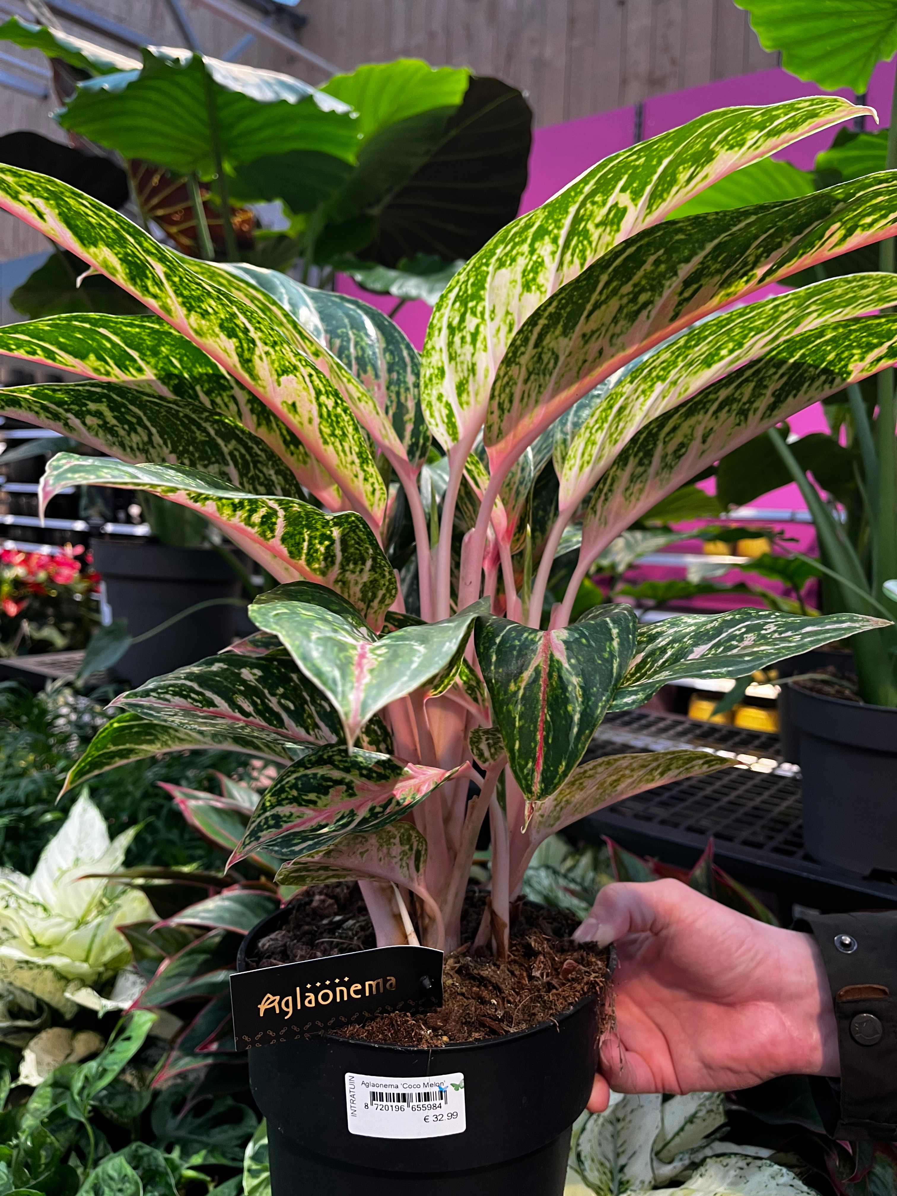 user avatar image for JJ