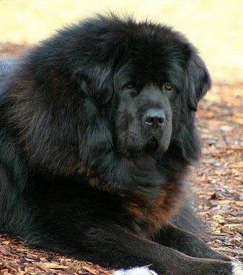 user avatar image for Violet Jijing