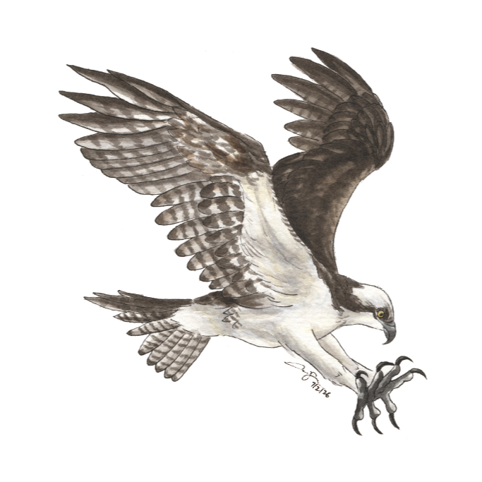 Osprey