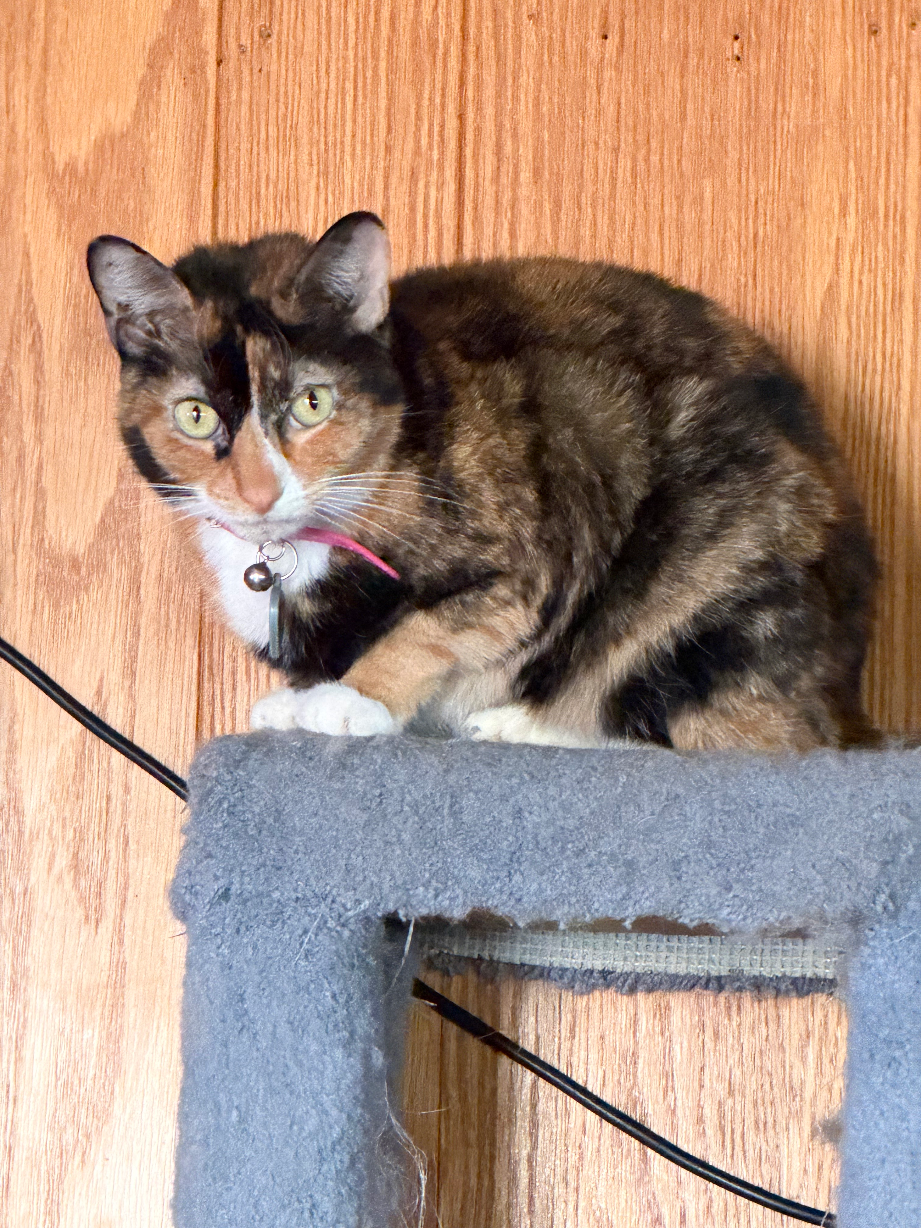 user avatar image for Lauren Grant