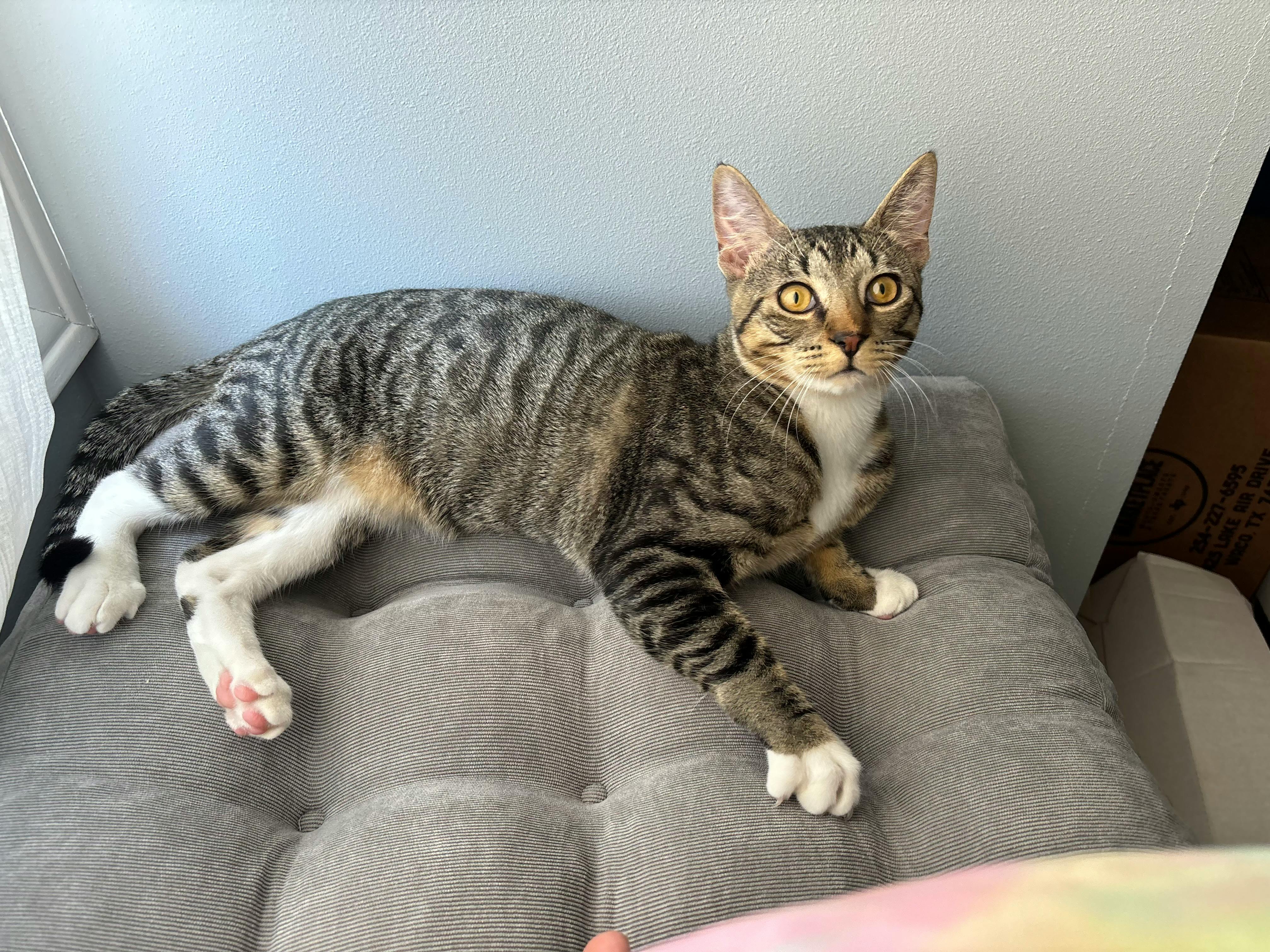 user avatar image for Wren