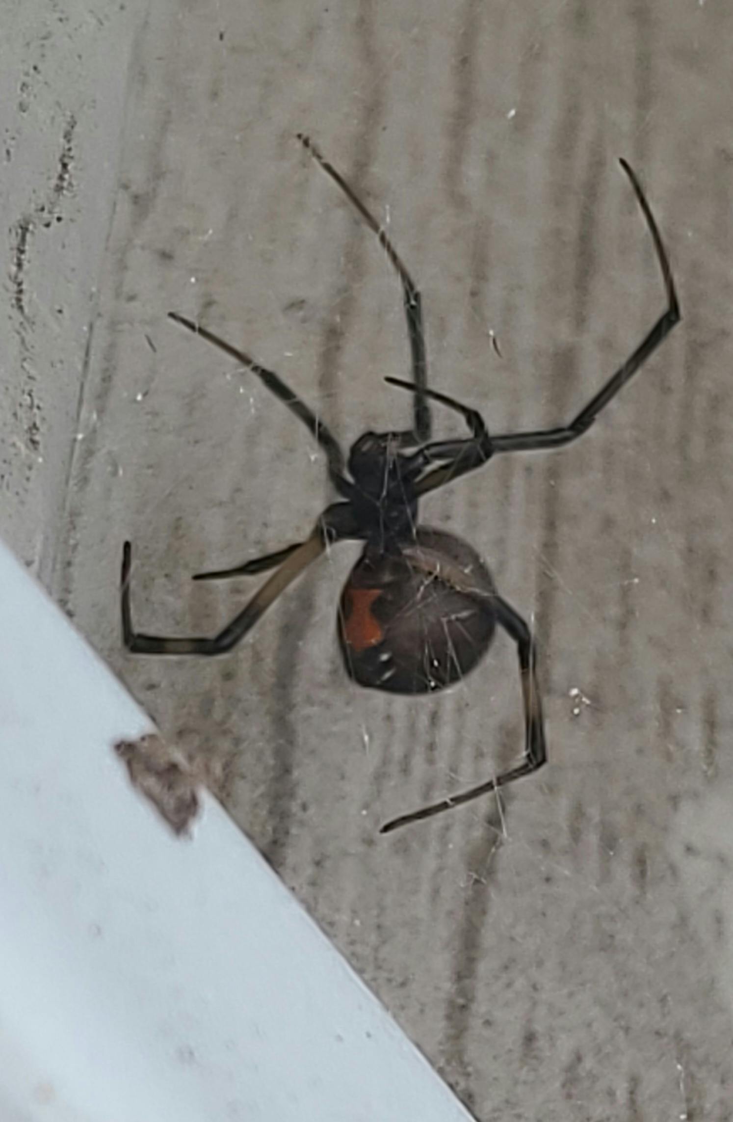 user avatar image for CG