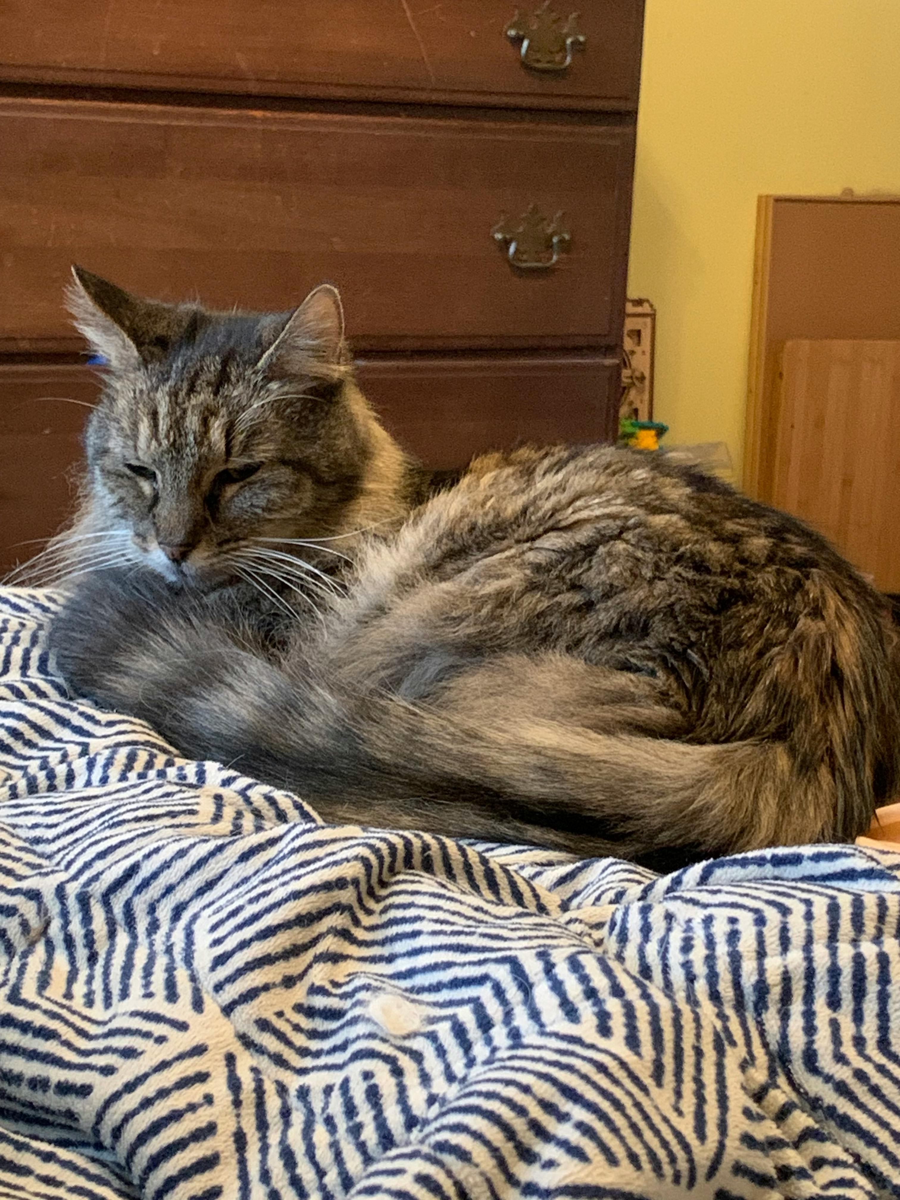 user avatar image for Cassandra