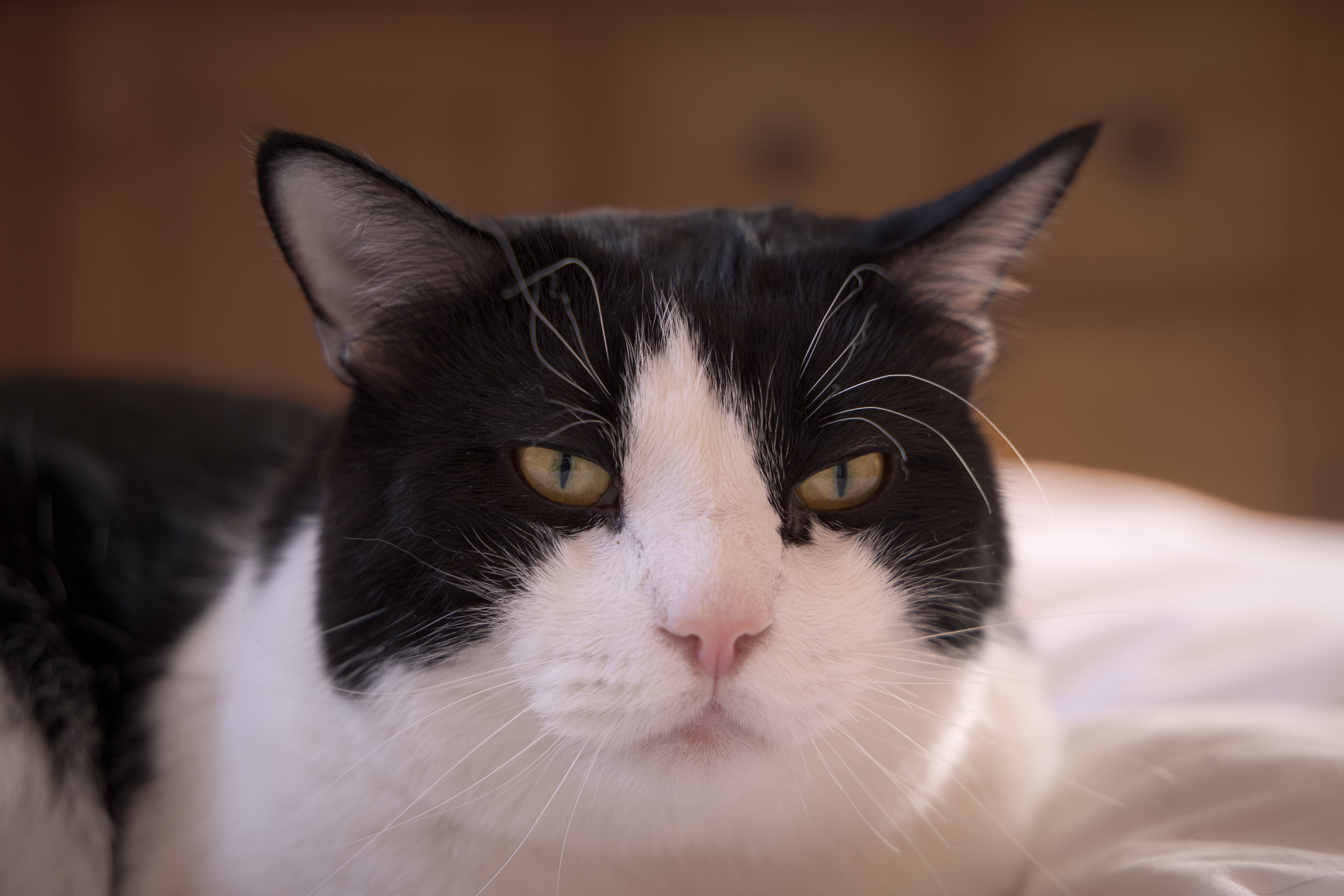 user avatar image for Stephen Chappell