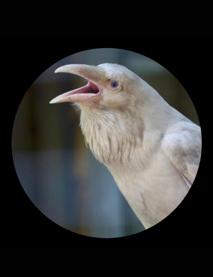 user avatar image for NHEarthWitch