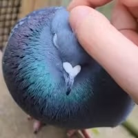 Feral Pigeon