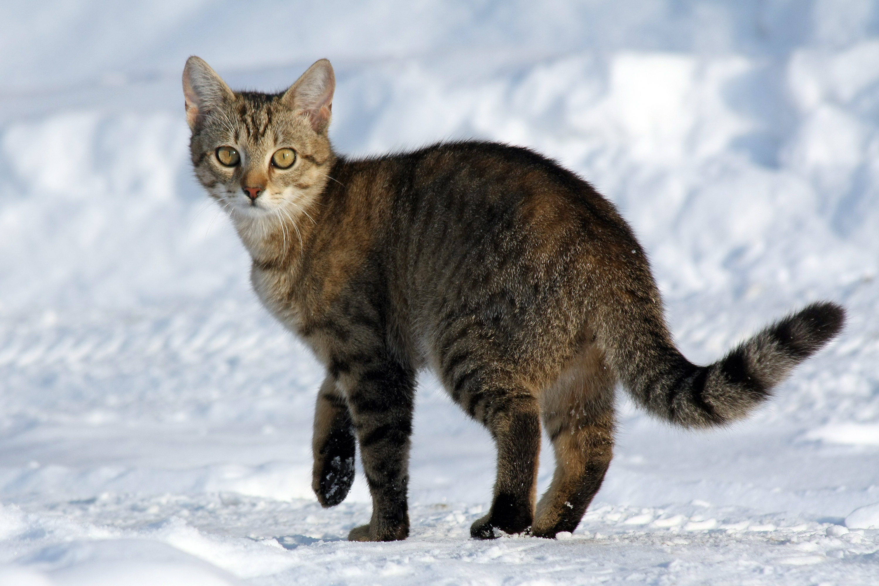 user avatar image for Kat