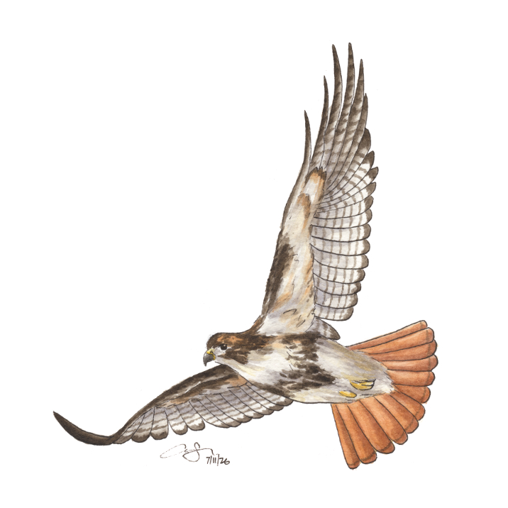 Red-tailed Hawk