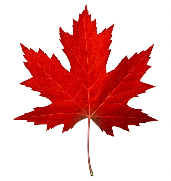 user avatar image for RedLeafGuy