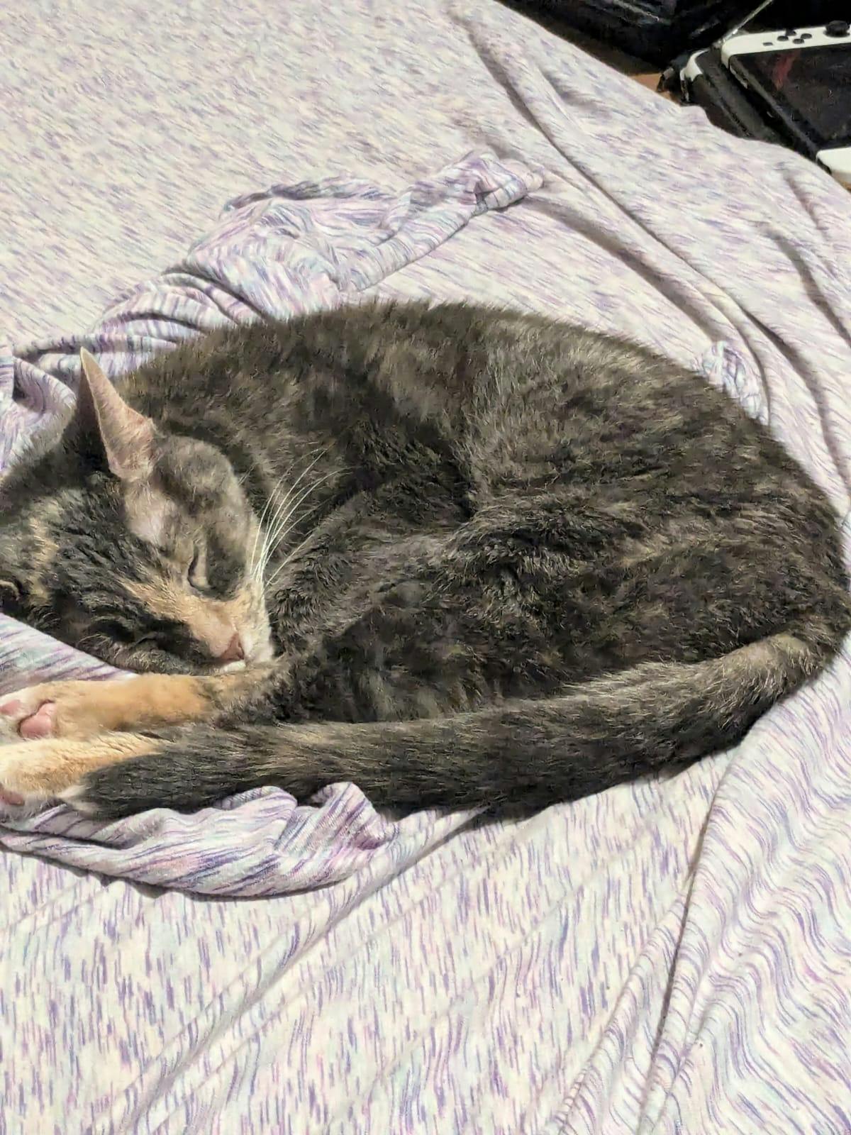 user avatar image for Shannon