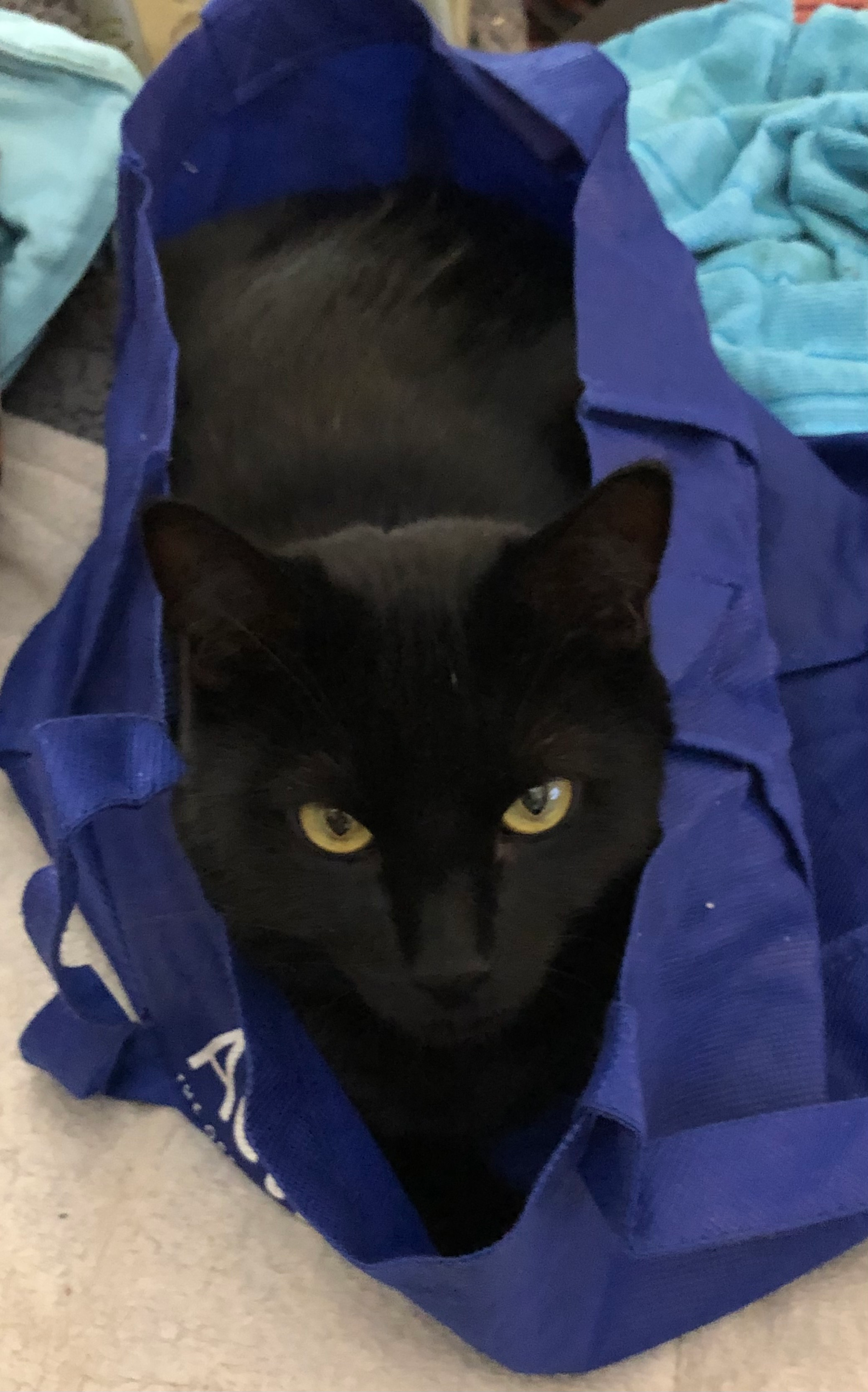 user avatar image for CatCounselor