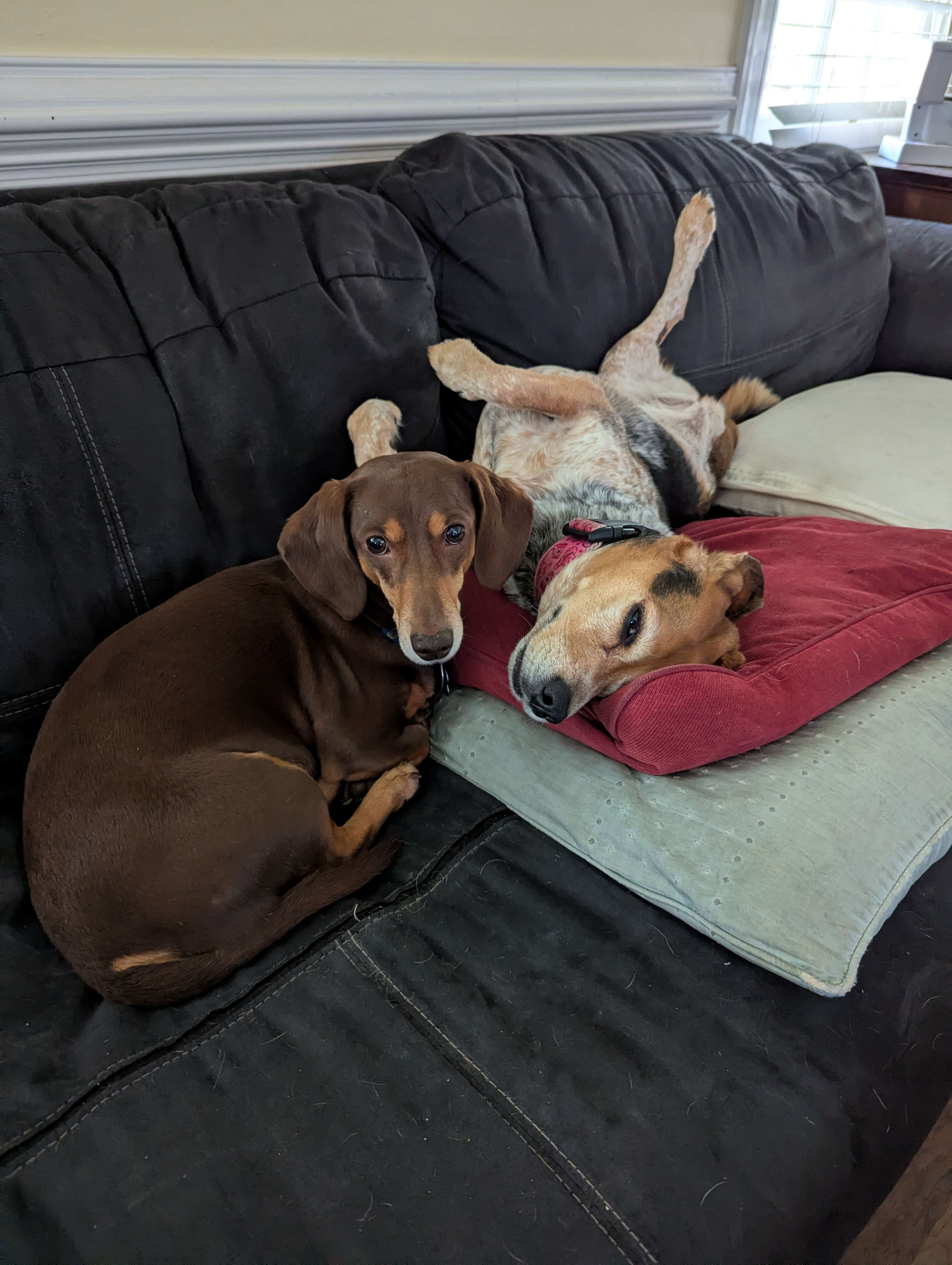 user avatar image for longdogdot