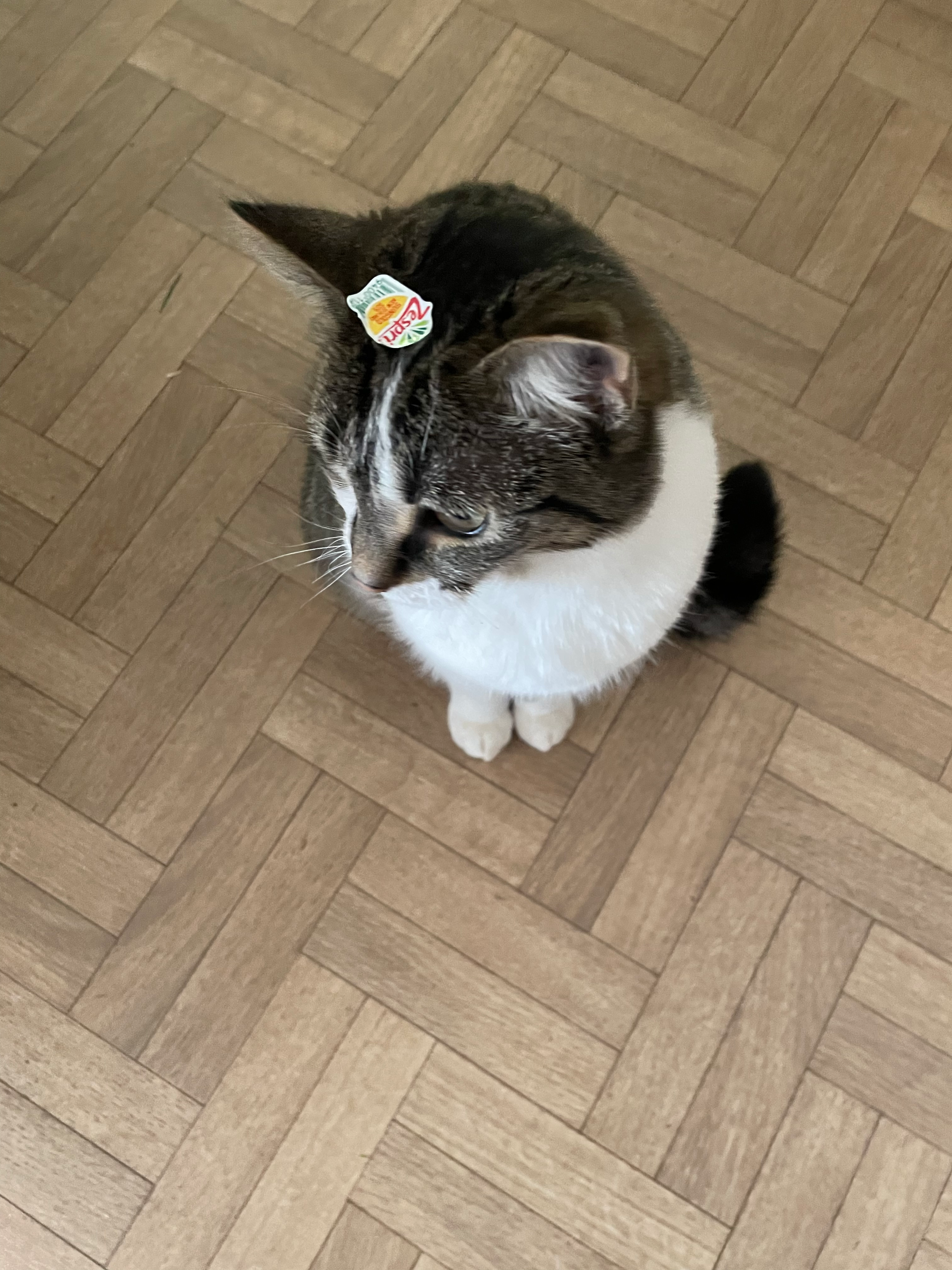 user avatar image for Freycossy