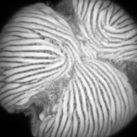 user avatar image for mesosuchus