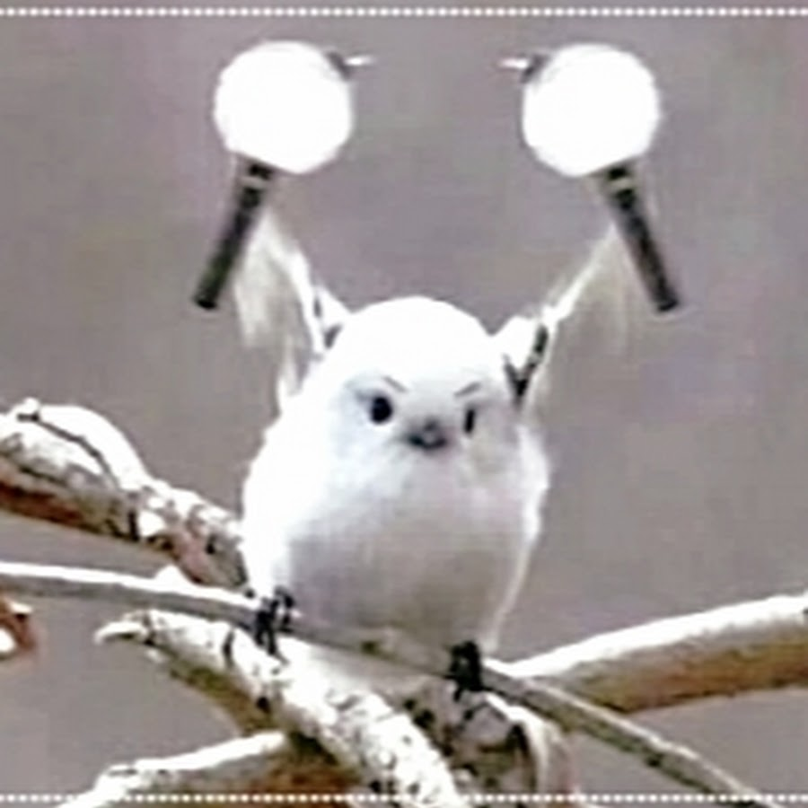 user avatar image for Kilychan