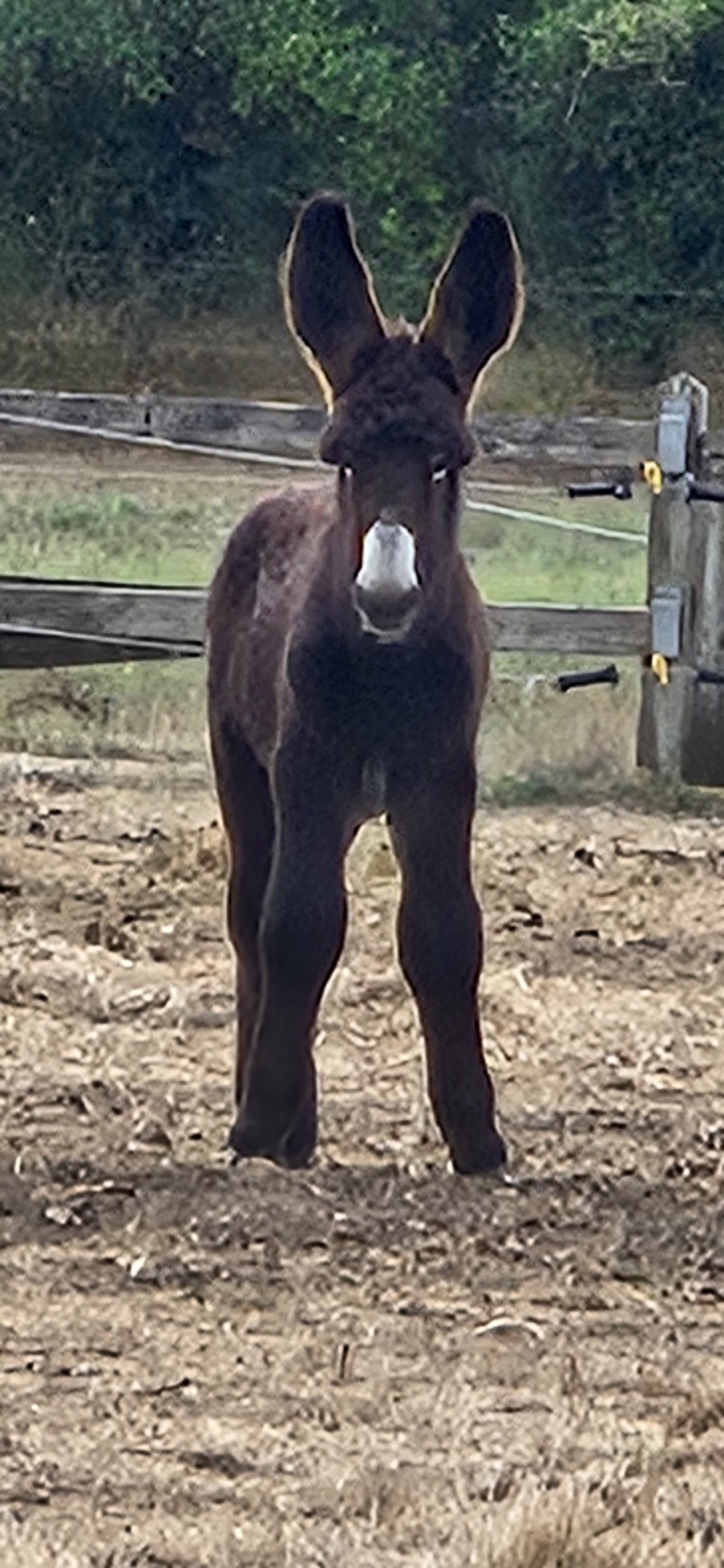 user avatar image for Moonpiggy316