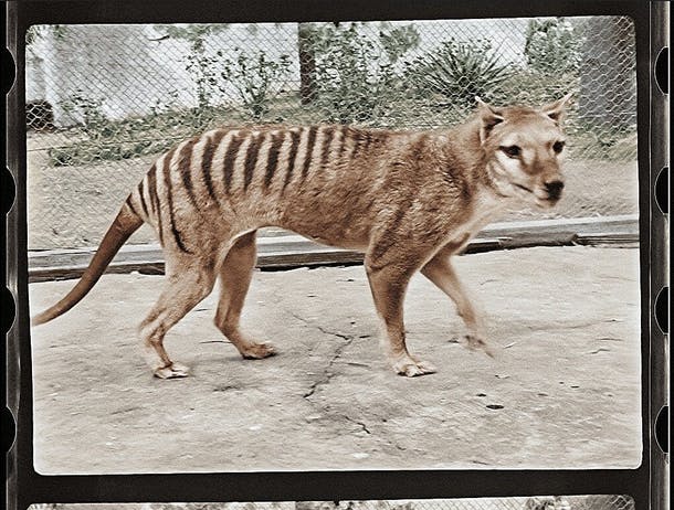 user avatar image for Thylacine 