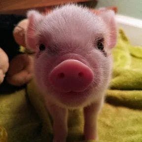 user avatar image for HashtagFarmlife