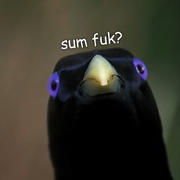 user avatar image for Teh Birb
